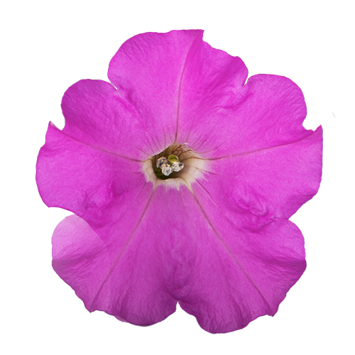 Petunia x hybrida F₁ BOOM!™ TR Lavender