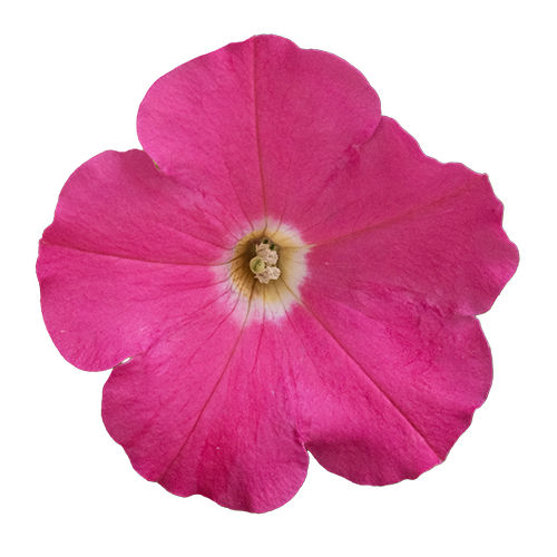   BOOM!™ TR Rose