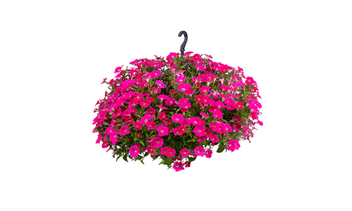 
                        Petunia
             
                        x hybrida F₁
             
                        BOOM!™ TR
             
                        Rose
            