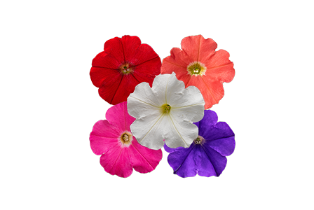 Petunia
x hybrida F₁
BOOM!™ TR
Mix