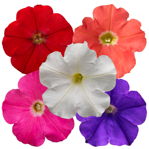 Petunia x hybrida F₁ BOOM!™ TR 