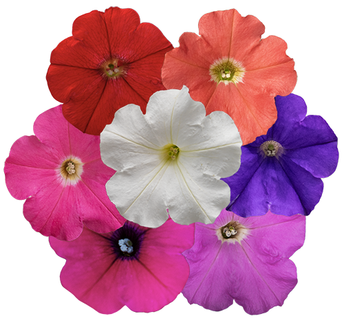 Petunia x hybrida F₁ BOOM!™ TR 