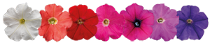 
                        Petunia
             
                        x hybrida F₁
             
                        BOOM!™ TR
             
                        Mix
            