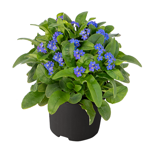 Myosotis sylvatica Bellamy Blue