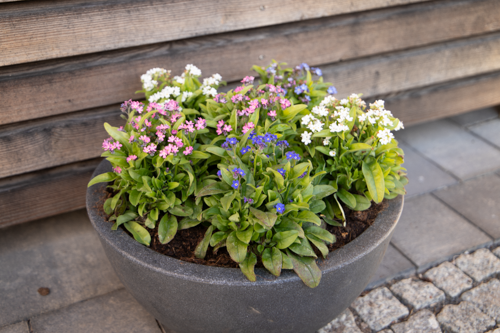 
                        Myosotis
             
                        sylvatica
             
                        Bellamy
             
                        Mix
            