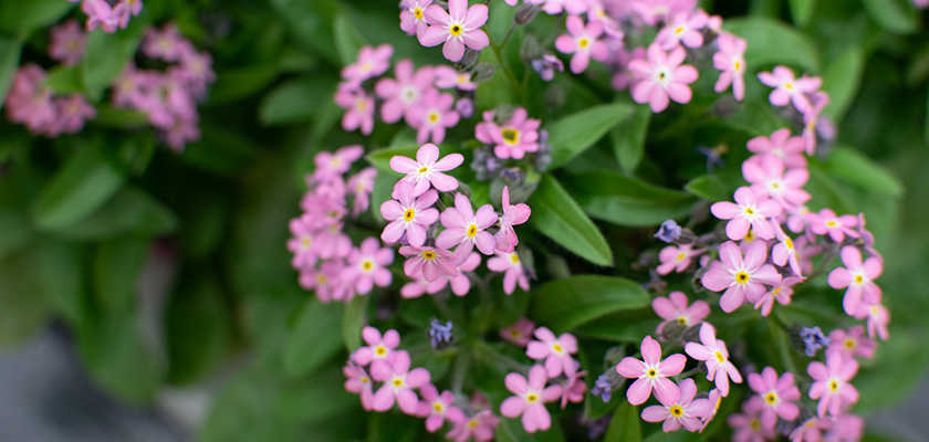 
                        Myosotis
             
                        sylvatica
             
                        Bellamy
             
                        Pink
            
