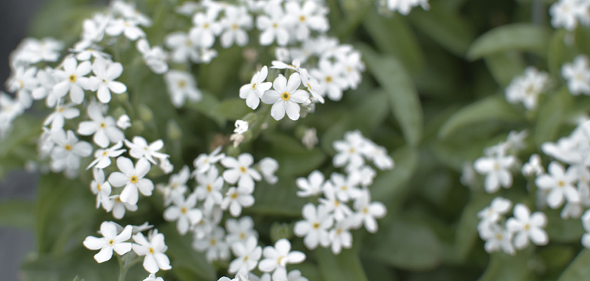 
                        Myosotis
             
                        sylvatica
             
                        Bellamy
             
                        White
            