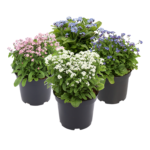 Myosotis sylvatica Bellamy Mix