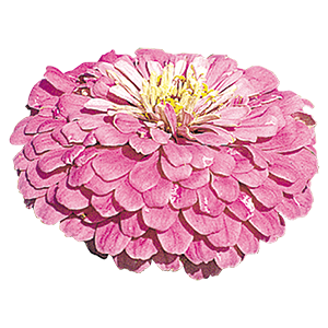 
                        Zinnia
             
                        elegans
             
                        Benary's Giant
             
                        Lilac
            