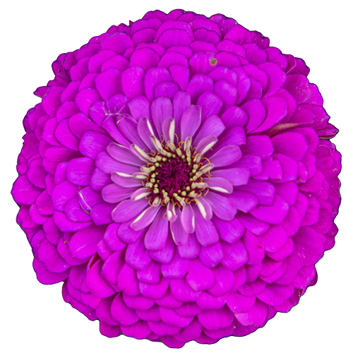 Zinnia elegans Benarys Riesen Lilac
