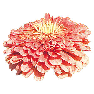Zinnia
             
                        elegans
             
                        Benary's Giant
             
                        Salmon Rose