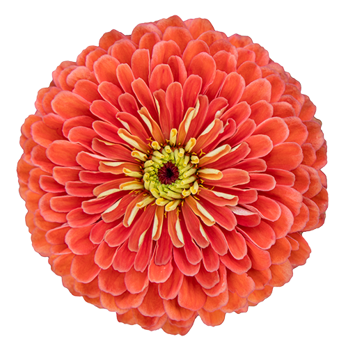 Zinnia elegans Benary's Giant Salmon Rose