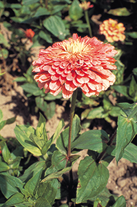
                        Zinnia
             
                        elegans
             
                        Benary's Giant
             
                        Salmon Rose
            