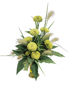 
                        Zinnia
             
                        elegans
             
                        Benarys Riesen
             
                        Lime
            