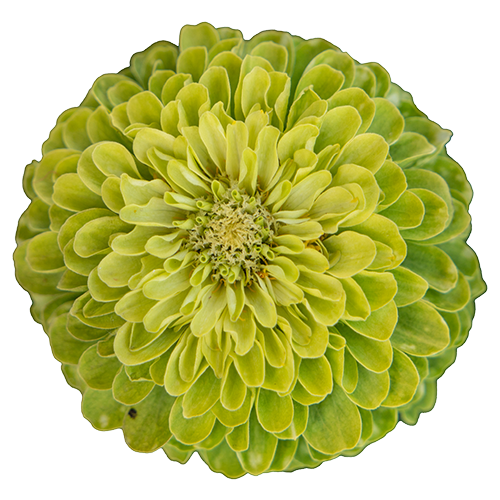 Zinnia elegans Benary's Giant Lime