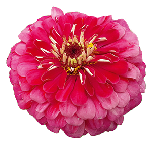 
                        Zinnia
             
                        elegans
             
                        Benarys Riesen
             
                        Carmine
            