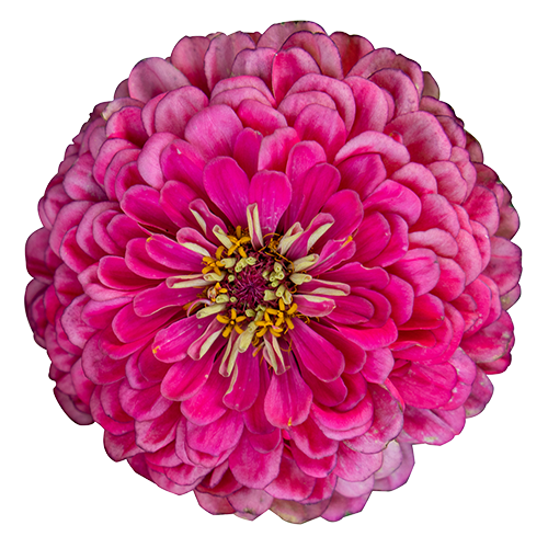 Zinnia elegans Benarys Riesen Carmine