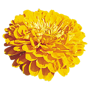 
                        Zinnia
             
                        elegans
             
                        Benary's Giant
             
                        Golden Yellow
            