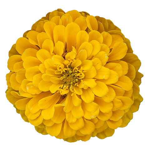   Benary's Giant Golden Yellow
