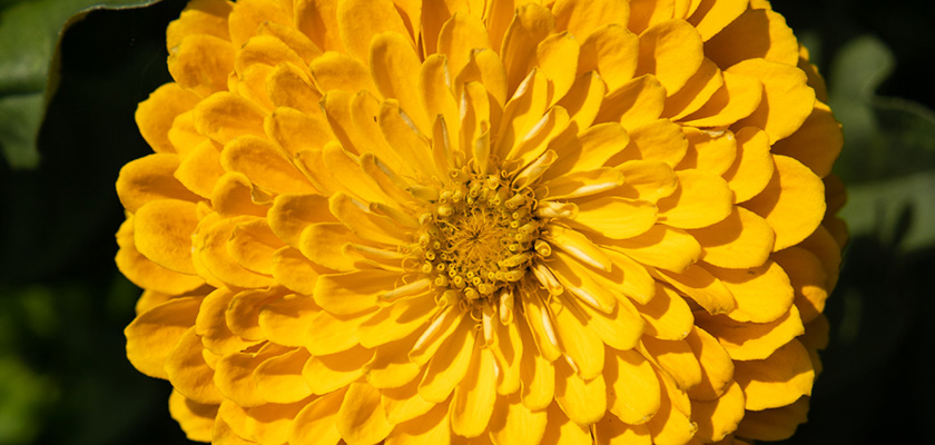 
                        Zinnia
             
                        elegans
             
                        Benarys Riesen
             
                        Golden Yellow
            