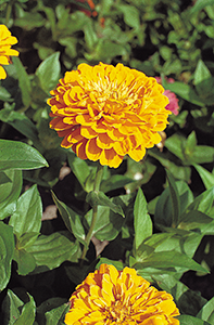 
                        Zinnia
             
                        elegans
             
                        Benary's Giant
             
                        Golden Yellow
            