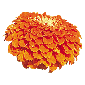 
                        Zinnia
             
                        elegans
             
                        Benary's Giant
             
                        Orange
            