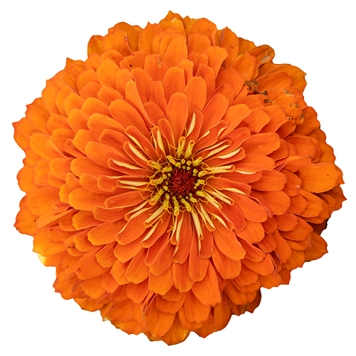   Benary's Giant Orange