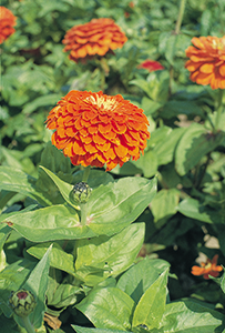 
                        Zinnia
             
                        elegans
             
                        Benarys Riesen
             
                        Orange
            
