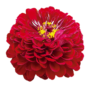
                        Zinnia
             
                        elegans
             
                        Benary's Giant
             
                        Deep Red
            
