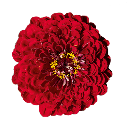 Zinnia elegans Benary's Giant Deep Red