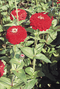 
                        Zinnia
             
                        elegans
             
                        Benary's Giant
             
                        Deep Red
            