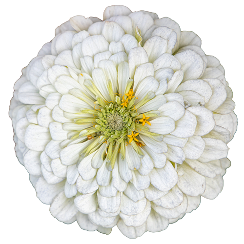 Zinnia elegans Benary's Giant White