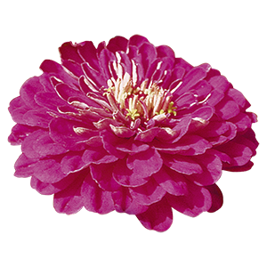 Zinnia
elegans
Benary's Giant
Purple