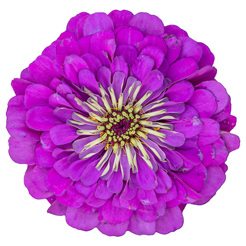 Zinnia elegans Benary's Giant Purple