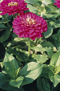 Zinnia
elegans
Benary's Giant
Purple