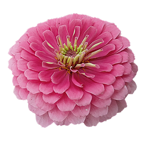 
                        Zinnia
             
                        elegans
             
                        Benary's Giant
             
                        Bright Pink
            