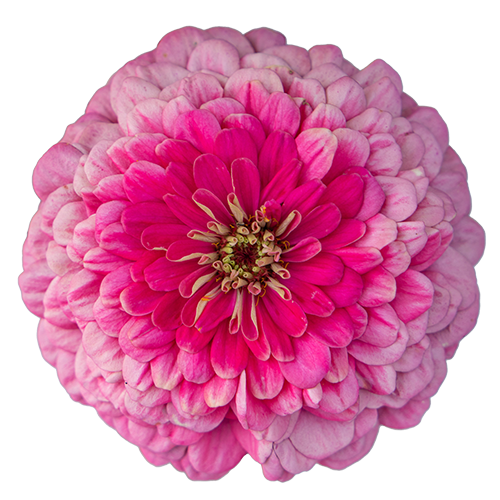   Benary's Giant Bright Pink