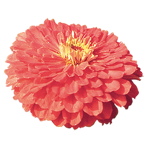 
                        Zinnia
             
                        elegans
             
                        Benarys Riesen
             
                        Coral
            