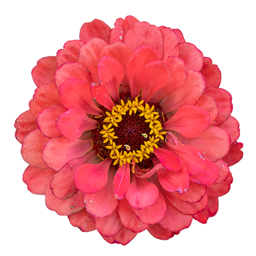 Zinnia elegans Benary's Giant Coral