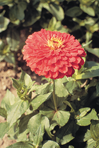 
                        Zinnia
             
                        elegans
             
                        Benary's Giant
             
                        Coral
            