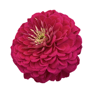 
                        Zinnia
             
                        elegans
             
                        Benary's Giant
             
                        Wine
            
