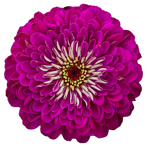 Zinnia elegans Benary's Giant Wine