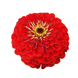 
                        Zinnia
             
                        elegans
             
                        Benary's Giant
             
                        Scarlet
            