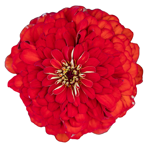Benary's Giant Scarlet