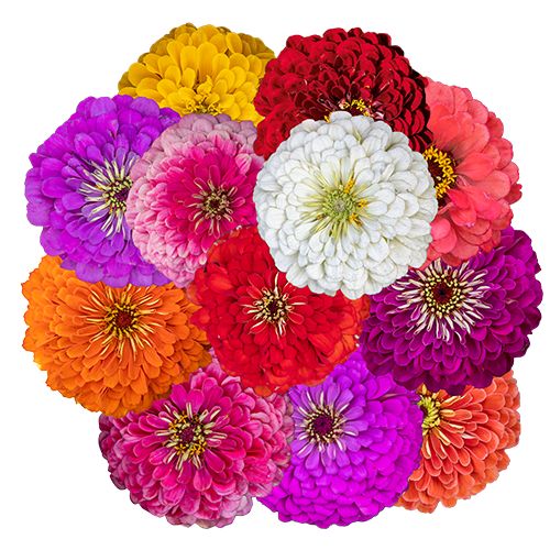 Zinnia elegans Benary's Giant Mix (excl. Lime)
