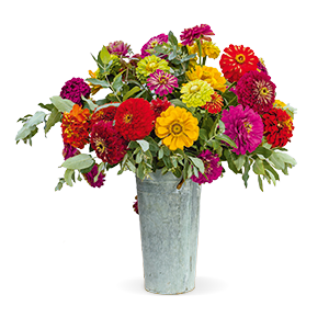
                        Zinnia
             
                        elegans
             
                        Benary's Giant
             
                        Mix (excl. Lime)
            
