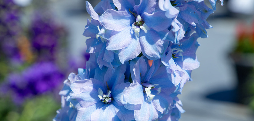 
                        Delphinium
             
                        hybrida
             
                        Benary's Pacific
             
                        Cameliard
            