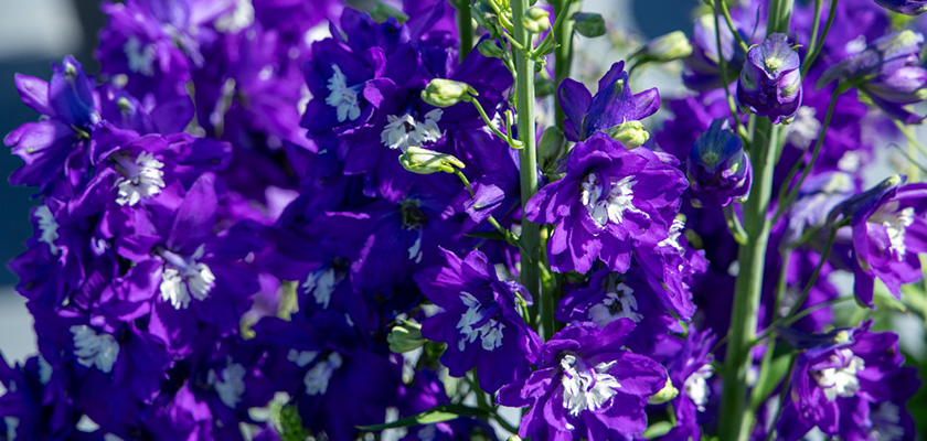 
                        Delphinium
             
                        hybrida
             
                        Benary's Pacific
             
                        King Arthur
            