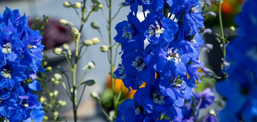 
                        Delphinium
             
                        hybrida
             
                        Benary's Pacific
             
                        Blue Bird
            
