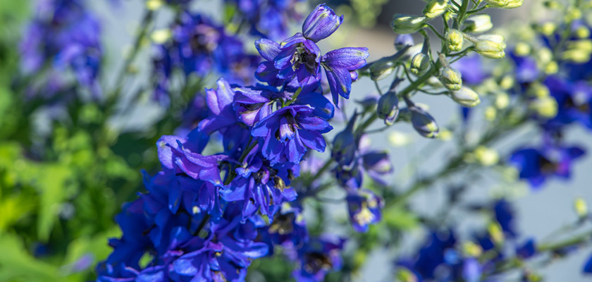 
                        Delphinium
             
                        hybrida
             
                        Benary's Pacific
             
                        Blue Jay
            